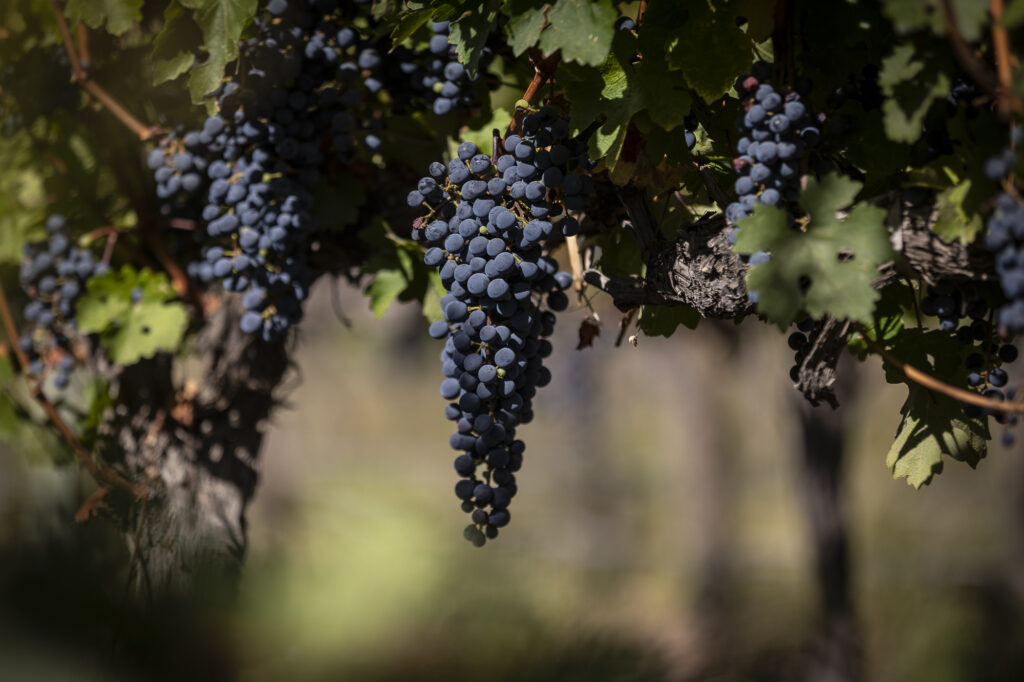 The Owners Conference 2023-268