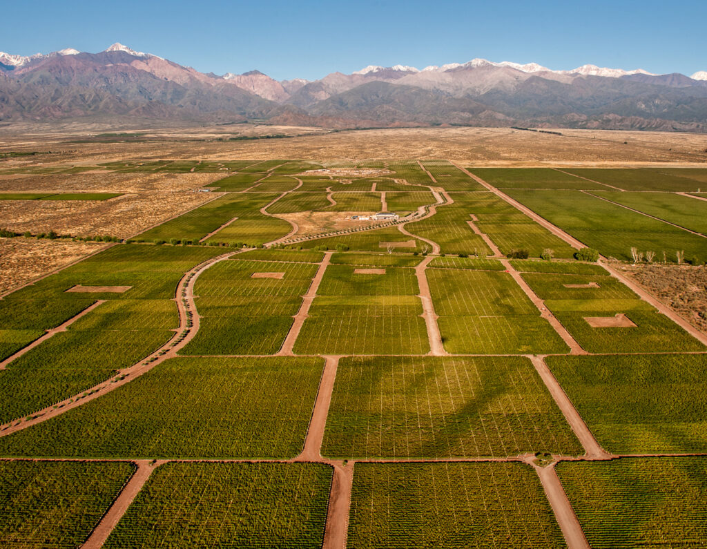 The Vines of Mendoza (16)