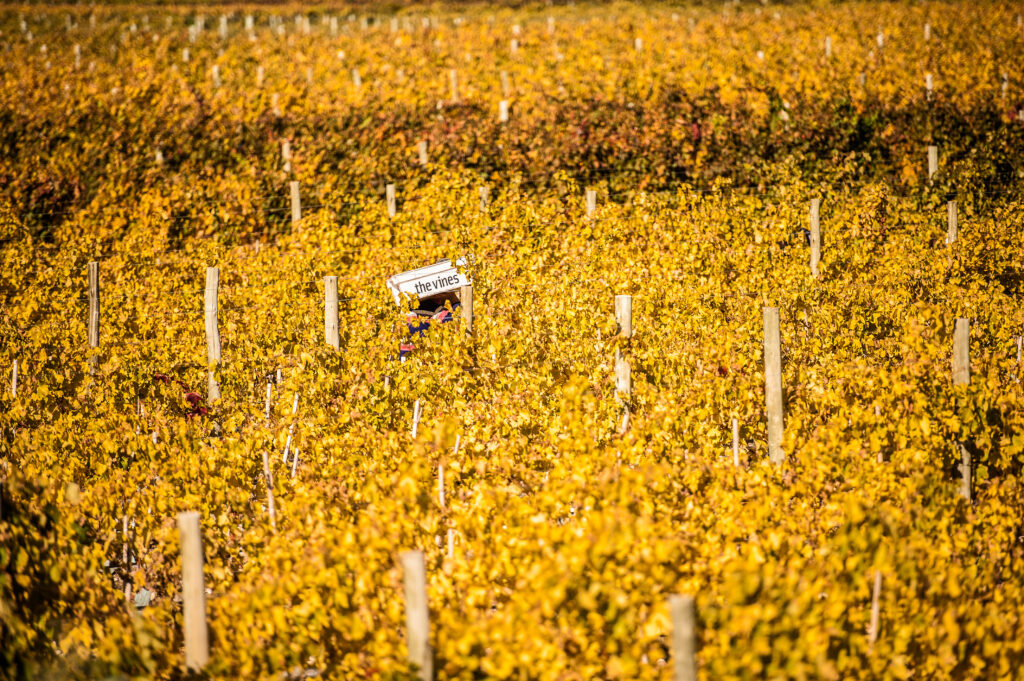 The Vines of Mendoza (18)