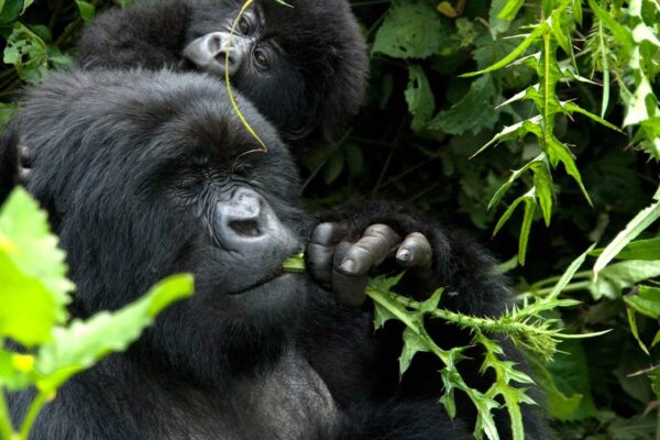 rwanda-itinerary-day4-3